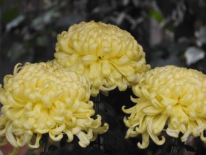 納骨堂　菊　花