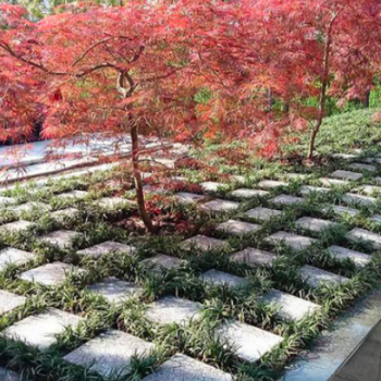水元公園 ともしびの郷　樹木葬　墓石
