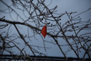 小雪の時期、紅葉が終わりを告げる