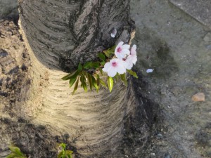 永大供養墓の桜の木