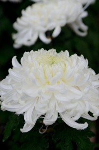 お葬式に献花する白菊