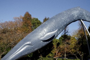 鯨幕の鯨模様
