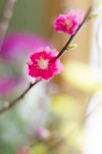 桃の節句　桃の花