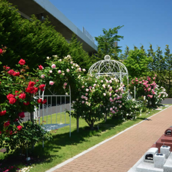 樹木葬　ガーデン墓地　花　バラ　墓地　お墓　霊園　墓石