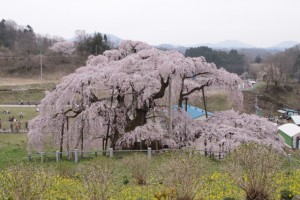 福島県　三春滝桜　桜　春