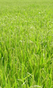 八幡平市　稲　田んぼ　水田