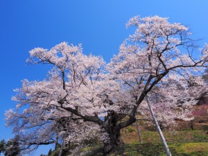 一本桜　桜　木　丘　晴天