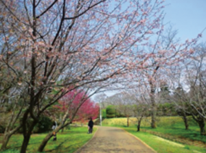 桜　改葬許可証　改葬　許可申請書　申請書　佐倉市　千葉県