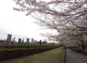 能満墓園　市原市営墓地　市原市　霊園　お墓　墓地　石材　桜